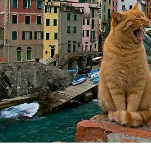Stella Di Rio 5 Terre Riomaggiore